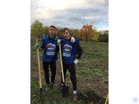 Клен в каждый дом